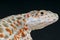 Leopard lizard / Gambelia wislizenii