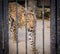 Leopard look across the cage close-up