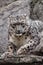 Leopard look full face., The beast is a close-up. Powerful  predatory cat snow leopard sits on a rock close-up