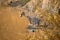 Leopard looking for fish in a waterhole