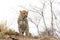 Leopard looking from a termite mound for prey