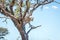 Leopard on the lookout in the Kruger National Park, South Africa