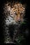 Leopard looks dangerously with appraising eyes from the darkness