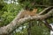 Leopard looks down from branch dangling tail