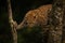 Leopard looks down standing on two branches