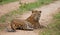 Leopard lying on the road and yawns. Sri Lanka.