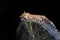 Leopard lying on rock against a black background.