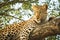 Leopard lying in a tree