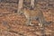 Leopard Male at Kabini, Nagarhole National Park, Karnataka, India with its stunning look