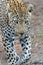 Leopard male in Sabi Sands Game Reserve