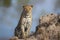 Leopard male sitting on a termite hill