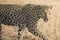 A leopard marking its territory