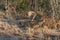 Leopard mating couple in Sabi Sands Game Reserve