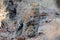 Leopard mating couple in Sabi Sands Game Reserve