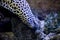 Leopard moray close up