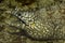 The Leopard moray eel Enchelycore pardalis.