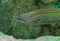 Leopard moray eel, Enchelycore pardalis