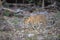 Leopard in a morning light at Tadoba Tiger reserve Maharashtra,India