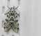 Leopard Moth