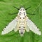 Leopard moth or wood leopard moth, Zeuzera pyrina