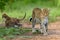 Leopard mother Bahati with playing cubs in the background