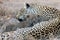 Leopard mother cares for her cub in gathering darkness