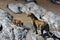 Leopard mother and cub like to cross the river in Masai Mara, Kenya