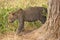 Leopard moving in the bush