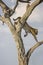 Leopard moving down the tree in Samburu, Kenya