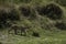 Leopard moving in the grassland of Masai Mara, Kenya