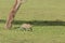 Leopard moving on the grasslands