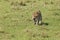 Leopard moving on the grasslands