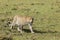 Leopard moving on the grasslands