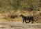 Leopard moving in its habitat, Masai Mara