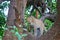 Leopard in National Park South Luangwa