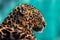 Leopard with nice fur peaceful portrait close view