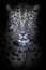 Leopard in night moonlight, blue eyes glow, discolored fur black background,  portrait