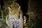 Leopard on Night Watch in Kruger