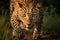 Leopard in the Okavango Delta - Moremi National Park in Botswana, Close-up of a leopard stalking prey, AI Generated