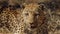 Leopard or panther on a tree with eye contact during outdoor jungle safari at Namibia - panthera pardus fusca. Close up