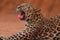 Leopard panther wildlife african predator outdoor