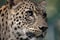 Leopard (Panthera pardus)