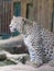 Leopard-Panthera Pardus