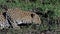 Leopard, panthera pardus, Adult drinking Water, Moremi Reserve, Okavango Delta in Botswana,