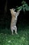 LEOPARD panthera pardus, ADULT HUNTING ON HIND LEGS