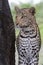 A Leopard Panthera pardus in Africa with soulful eyes