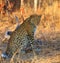 The leopard Panthera pardus, big male at sunset. Leopard in a yellow dry bush in a South African savannah. A large leopard in