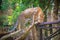 Leopard (Panthera pardus) is climbing on the scaffold on the trees. The leopard is one of the five \