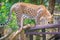 Leopard (Panthera pardus) is climbing on the scaffold on the trees. The leopard is one of the five \