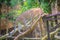 Leopard (Panthera pardus) is climbing on the scaffold on the trees. The leopard is one of the five \